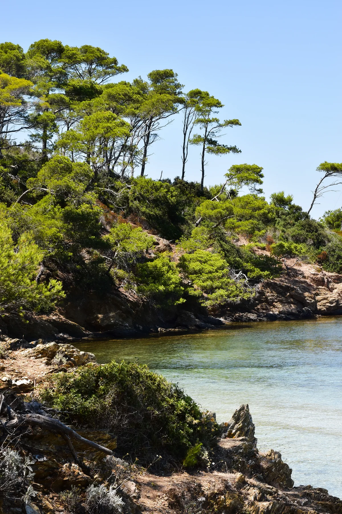 Pins et crique sur le littoral d’Hyères
